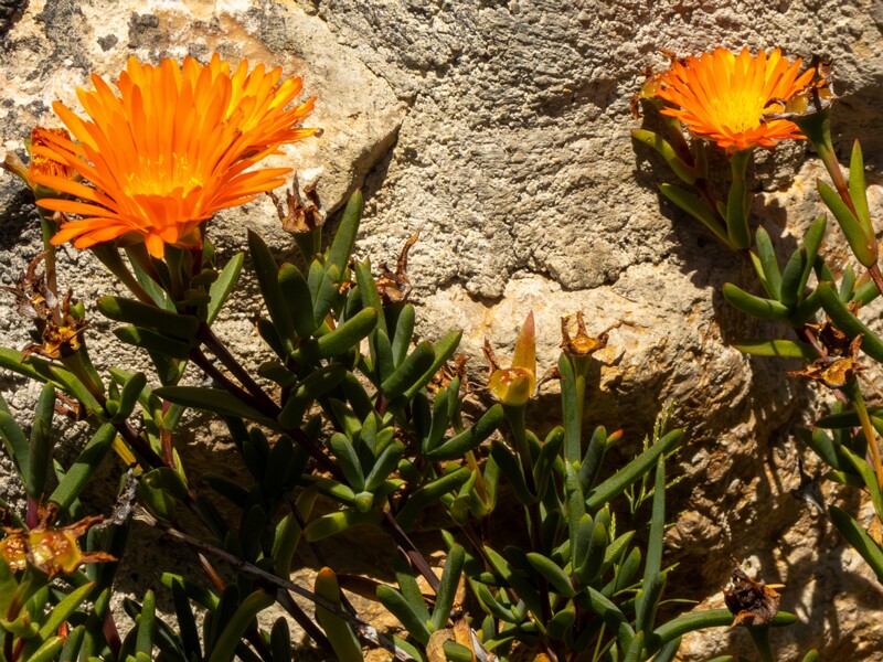 Lampranthus glaucoides  2025-05-15 1-4