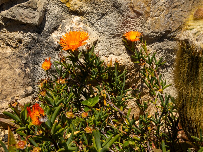 Lampranthus glaucoides  2025-05-15 1-5
