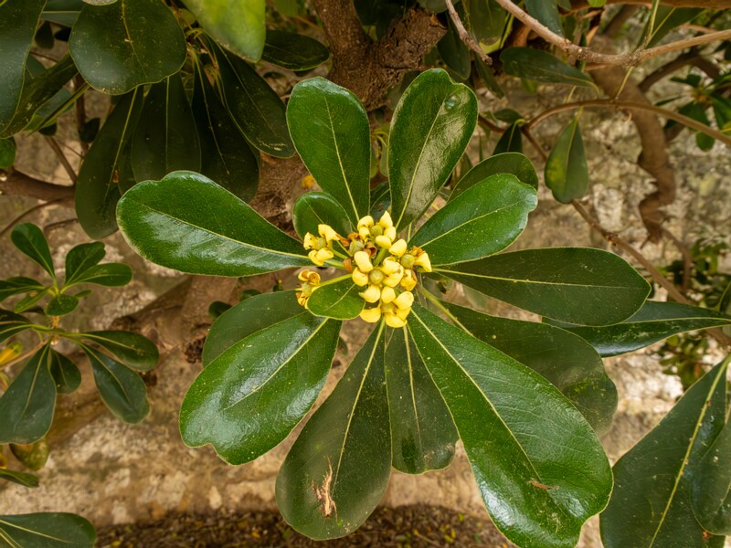 Pittosporum tobira  2025-05-11 1-1