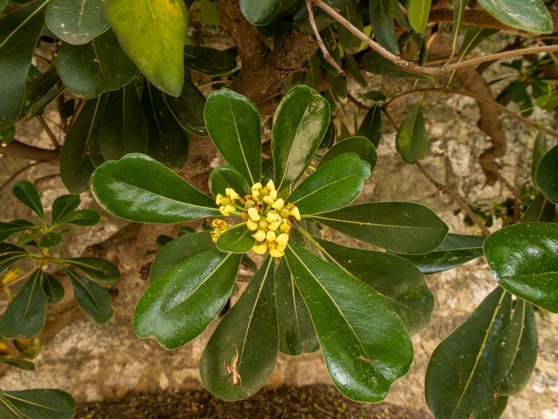 Pittosporum tobira  2025-05-11 1-2