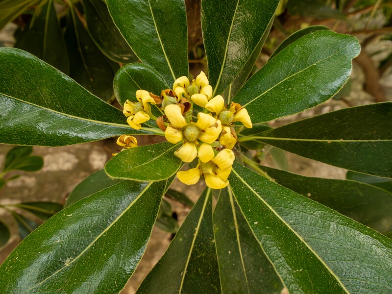 Pittosporum tobira  2025-05-11 1-3