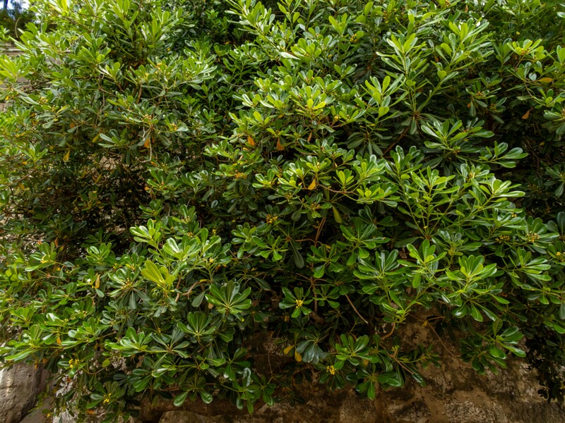 Pittosporum tobira  2025-05-11 1-4