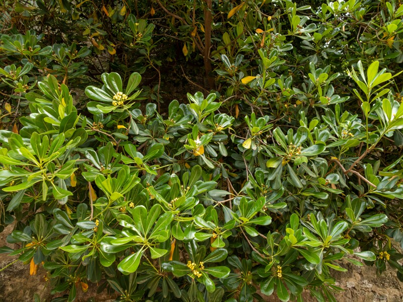 Pittosporum tobira  2025-05-11 1-5