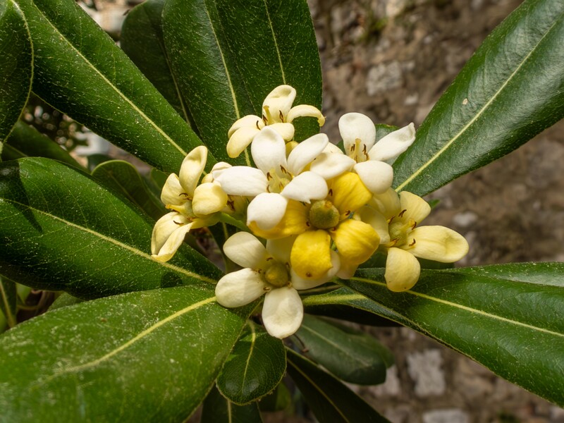 Pittosporum tobira  2025-05-11 1-6
