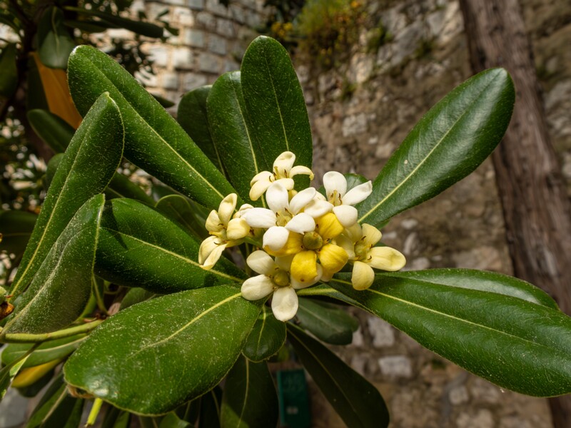 Pittosporum tobira  2025-05-11 1-7