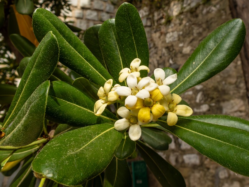 Pittosporum tobira  2025-05-11 1-8