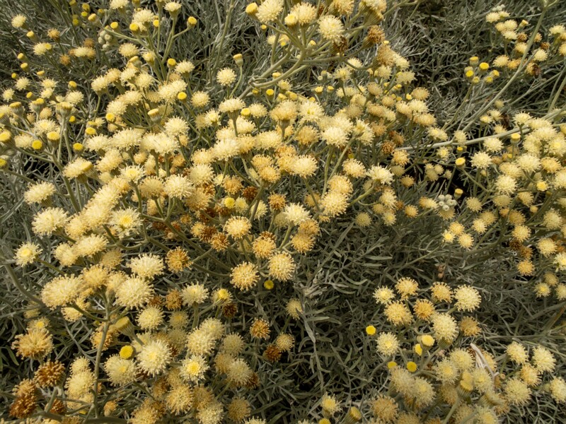 Senecio viravira  2025-05-11 1-1