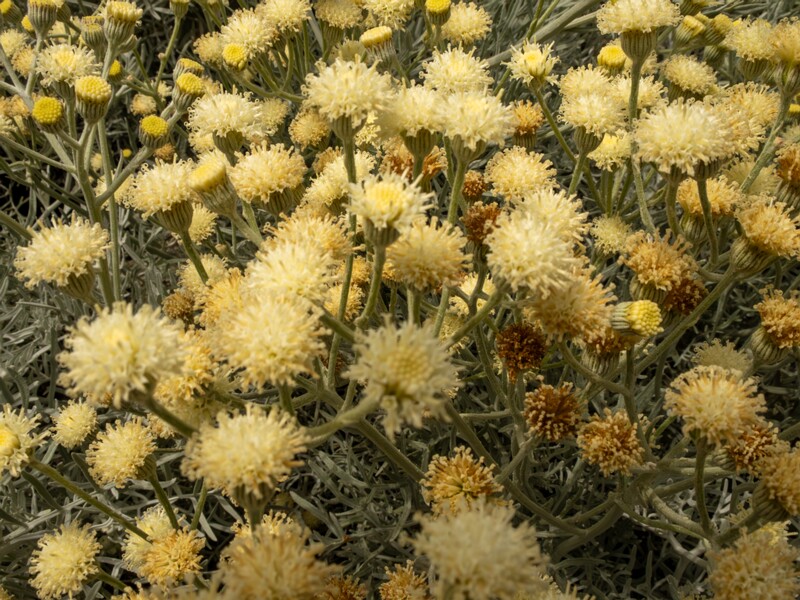 Senecio viravira  2025-05-11 1-2