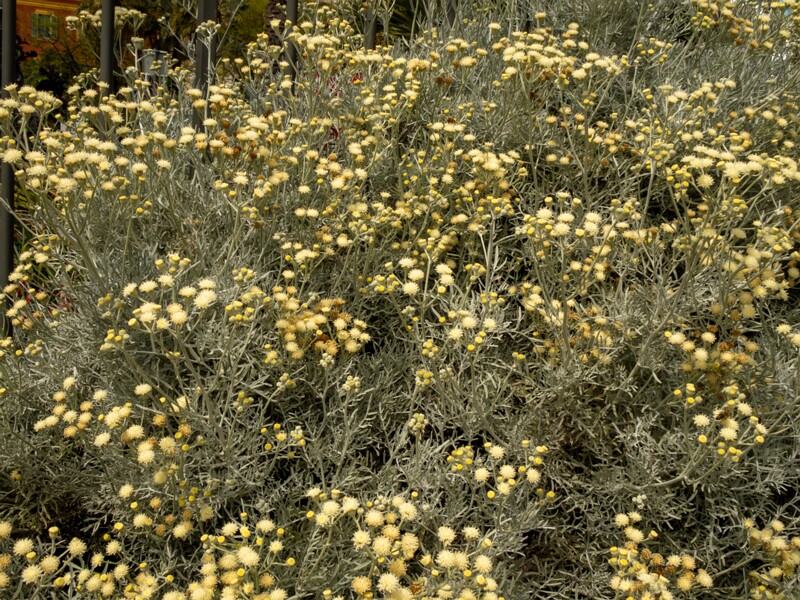 Senecio viravira  2025-05-11 1-3