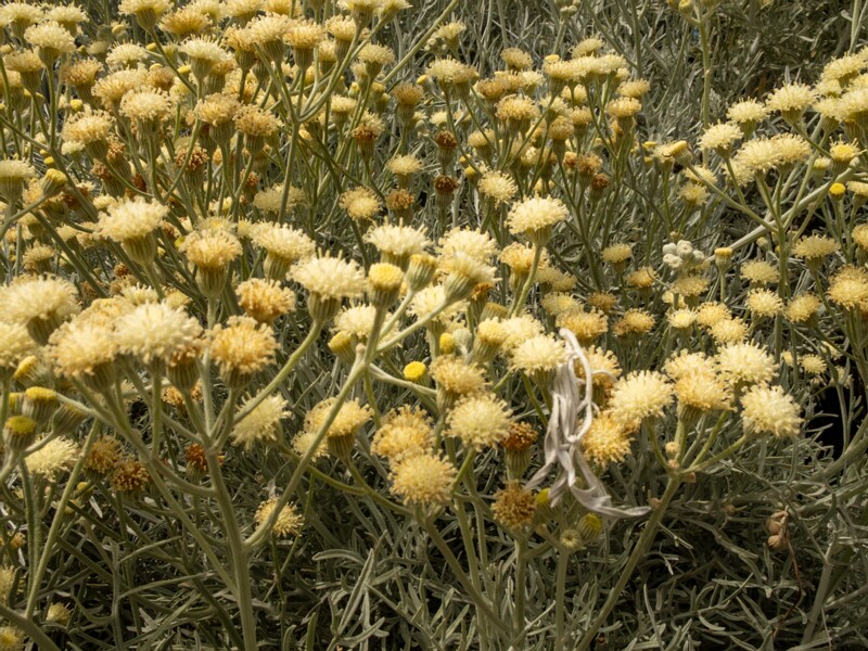 Senecio viravira  2025-05-11 1-4