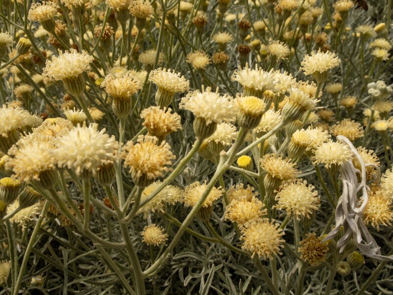 Senecio viravira  2025-05-11 1-5