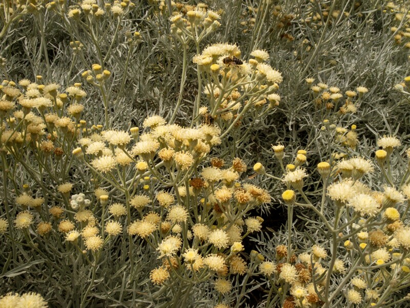 Senecio viravira  2025-05-11 1-6