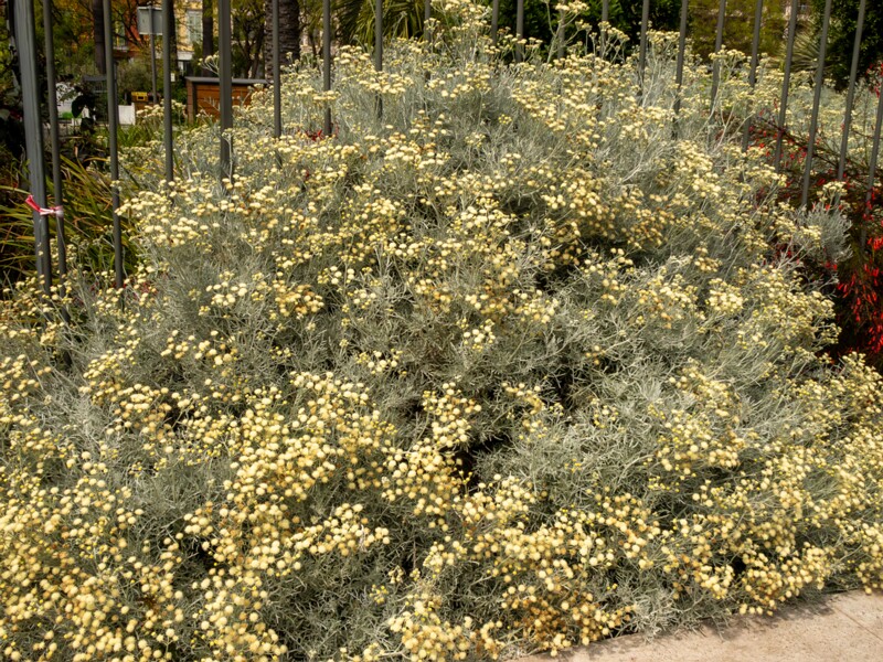 Senecio viravira  2025-05-11 1-7