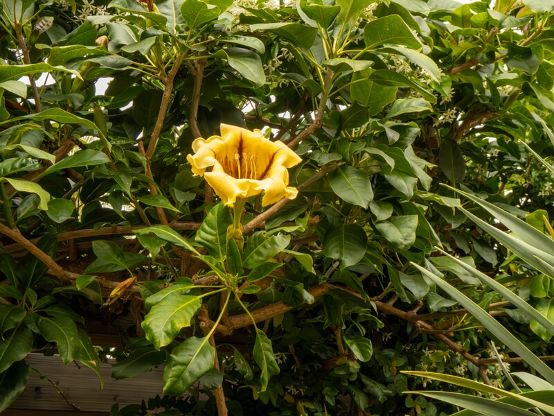 Solandra maxima  2025-05-16 1-2