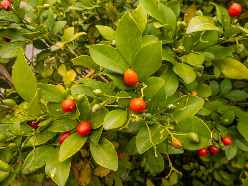 lat. Murraya paniculata