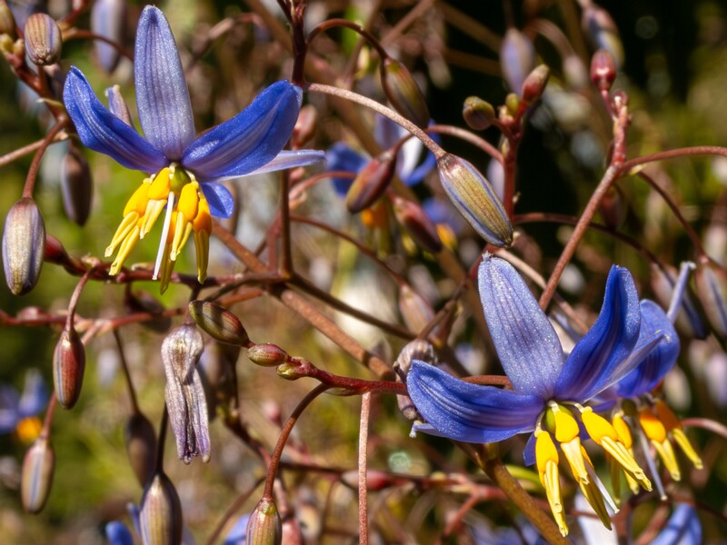 Botanical garden Flora