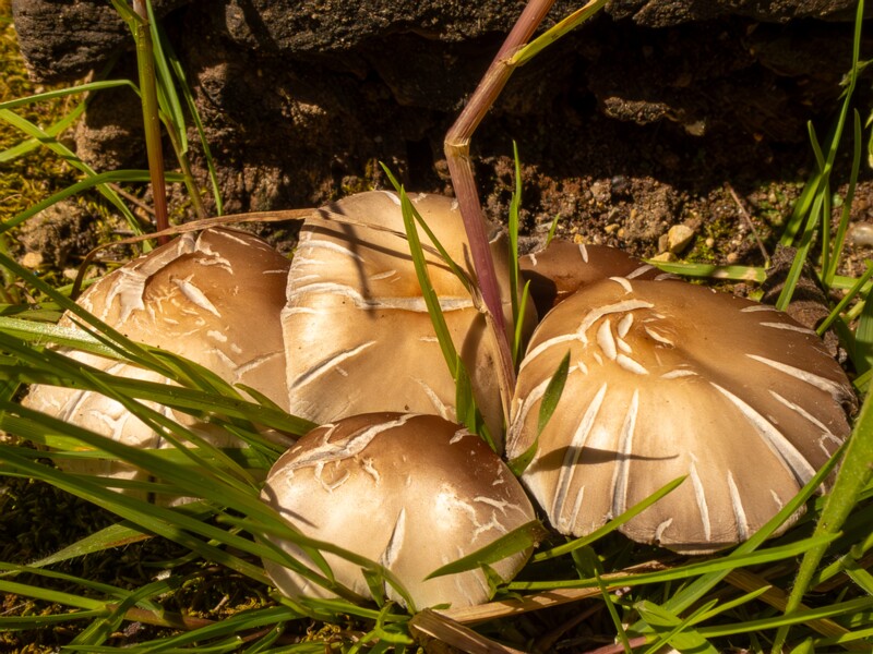 Fungi of Nice